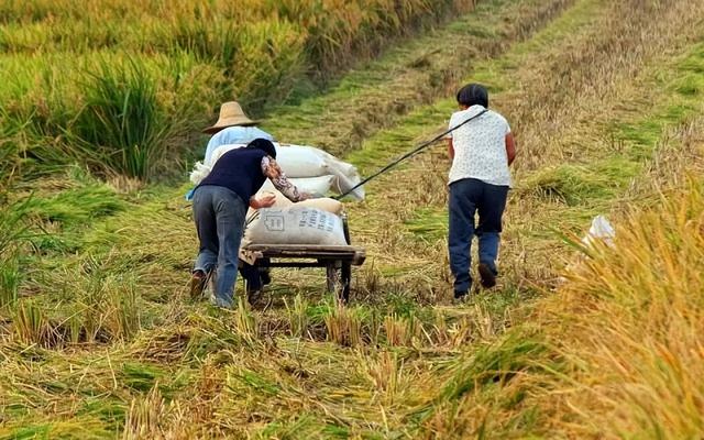 20230822121329721 - 8月23日处暑，老人说“处暑有三怕”，分别指啥？今年冬天冷吗？