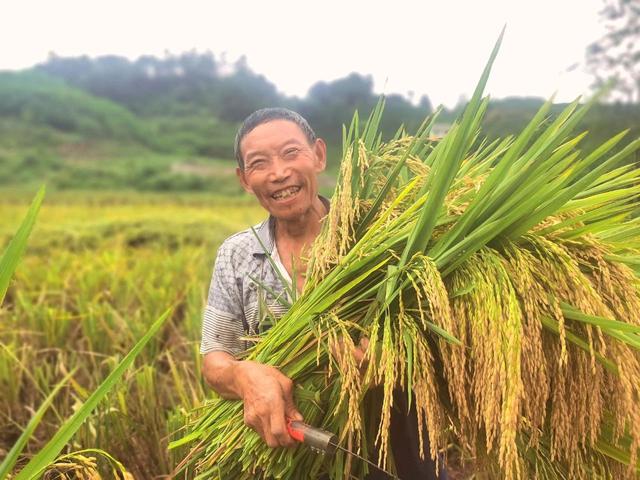 20230908121051731 - 9月8日白露，老人说：今年白露不一般，有2个特点，分别是啥？