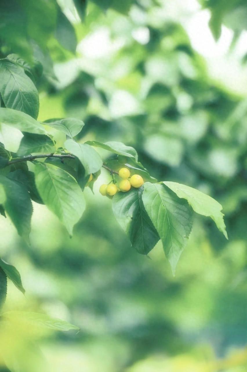 20240814135428180 - 秋雨一何碧，山色倚晴空。39山水风光诗词，繁复或闲适尽在方寸间