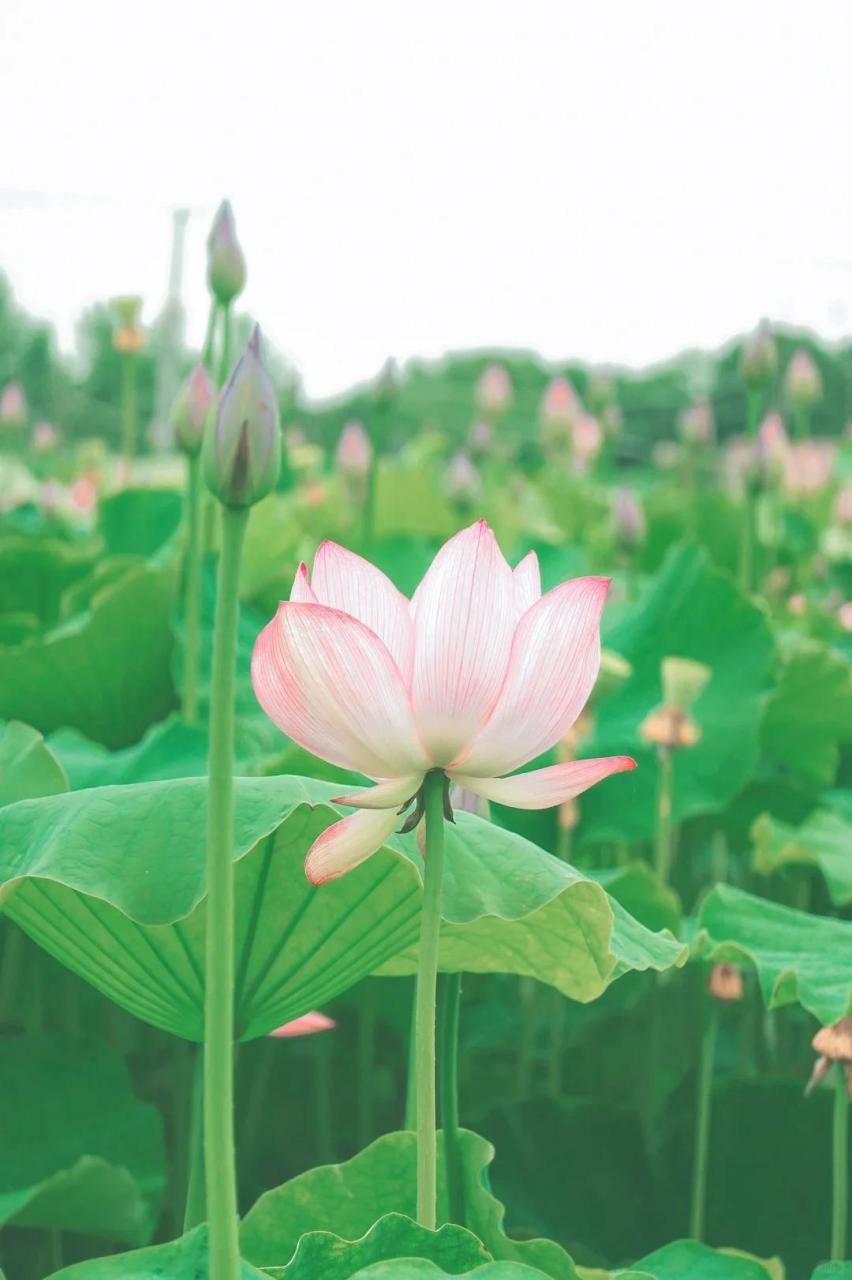 20240814135446755 - 秋雨一何碧，山色倚晴空。39山水风光诗词，繁复或闲适尽在方寸间